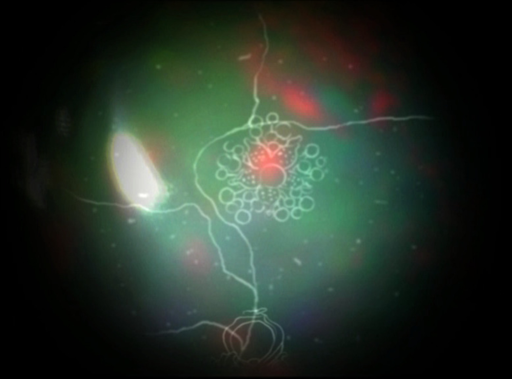 “My mother's garden“, Apichatpong Weerasethakul, 6:42 minutes, Digital 4:3, Silent, Colour, 2007 © SCAI THE BATHHOUSE 